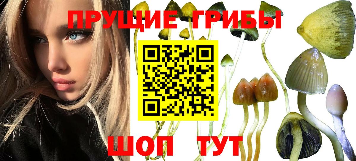 Псилоцибиновые грибы Psilocybe Невинномысск